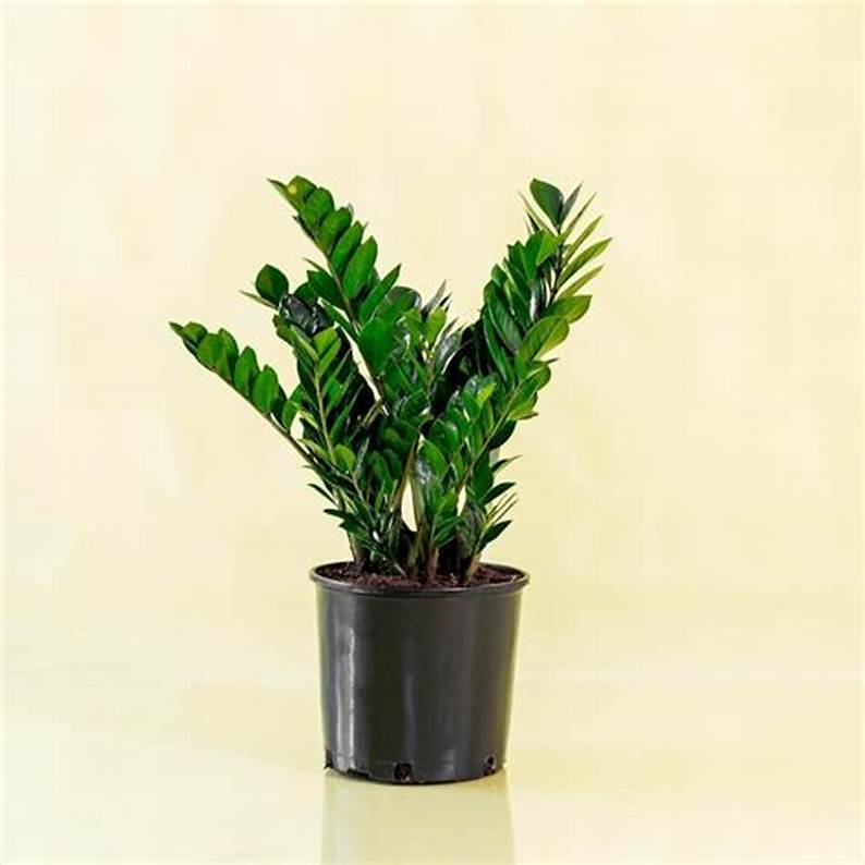 Product: ZZ Plant (Zamioculcas zamiifolia)